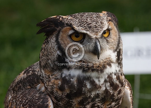 Great Horned Owl