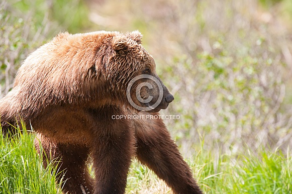 Wild Alaskan Brown Bear