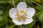 Parnassia flower