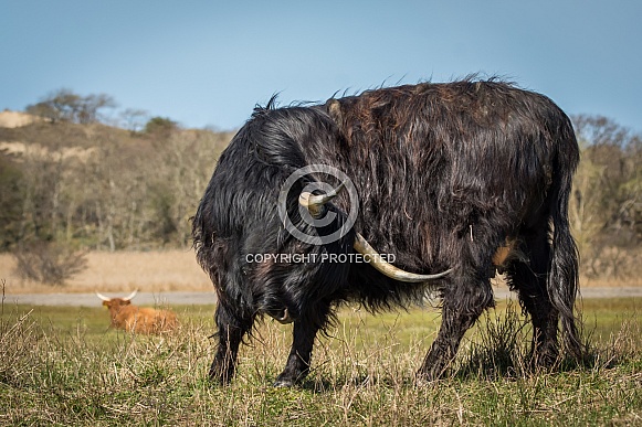 Highland cow