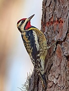 Yellow Bellied Sapsucker