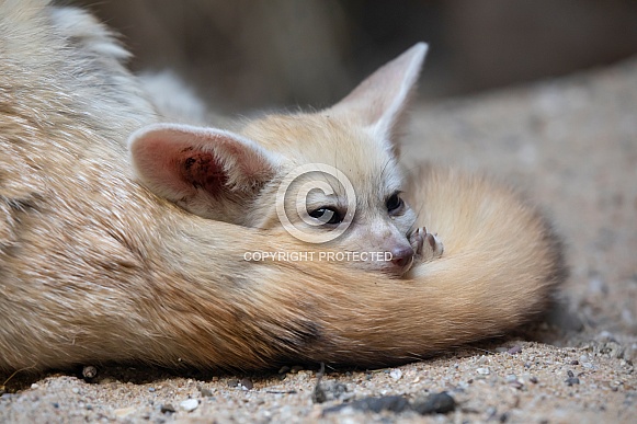 Fennec (Vulpes zerda)