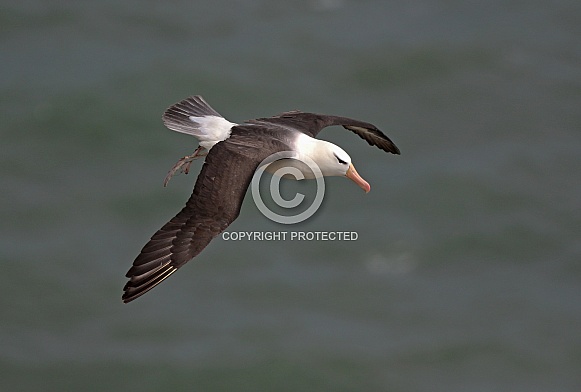 Black browed Albatross Black browed Albatross