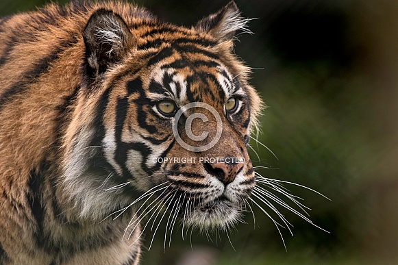 Sumatran Tiger Focused And Stalking