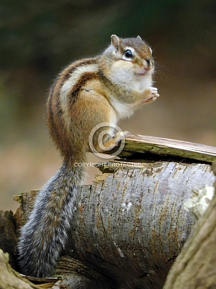 Siberian Chipmunk