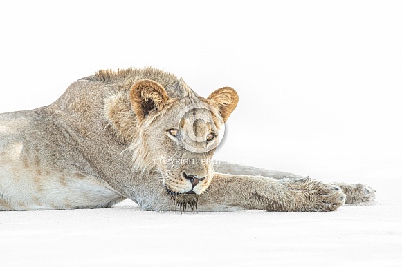 Lion Resting High Key