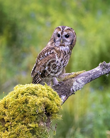 Tawny Owl