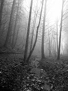Misty black and white forest