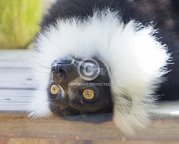 Lemur