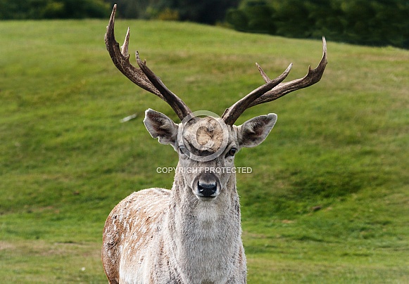 Male Persian fallow Deer