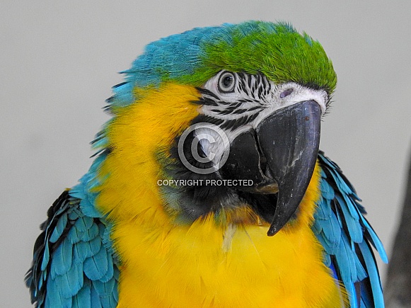 Macaw