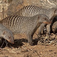 Banded Mongoose - Botswana