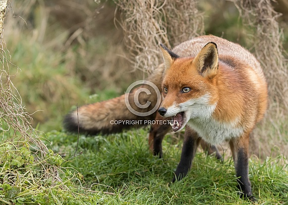 Red Fox Red Fox