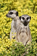 meerkats (Suricata suricatta)
