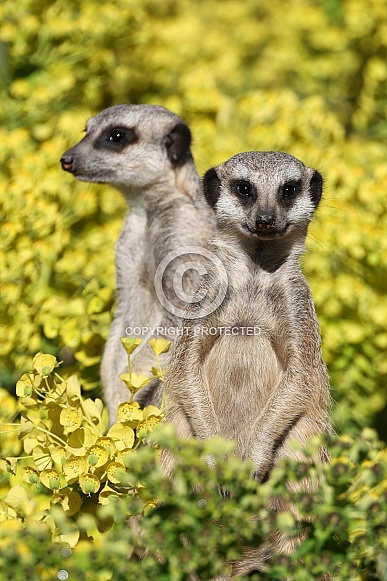 meerkats (Suricata suricatta)