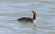 Red-throated Loon Swimming in the Lake