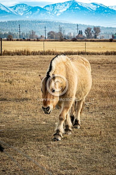 Fjord Horse