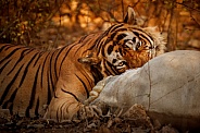 Beautiful tiger in the nature habitat. Tiger pose in amazing light. Wildlife scene with wild animal. Indian wildlife. Indian tiger. Panthera tigris tigris.