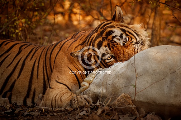 Beautiful tiger in the nature habitat. Tiger pose in amazing light. Wildlife scene with wild animal. Indian wildlife. Indian tiger. Panthera tigris tigris.