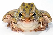 Leopard Frog