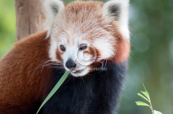 Red Panda