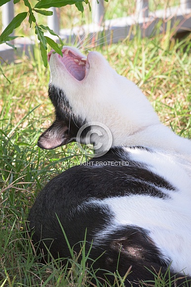 Young black and white cat lying in the shade and reaching for leaves Young black and white cat lying in the shade and reaching for leaves