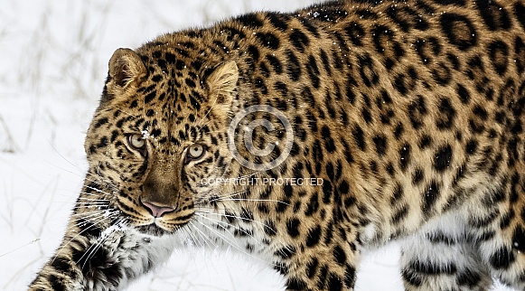 Amur Leopard-Slow and Stealthy Amur Leopard-Slow and Stealthy