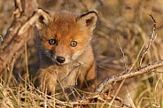 Red fox cubs in there natural habitat