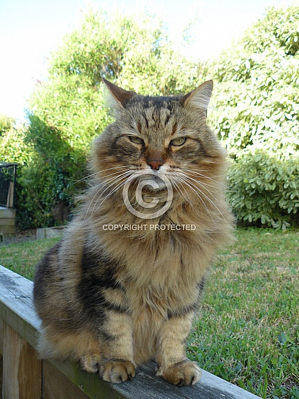 Maine Coon