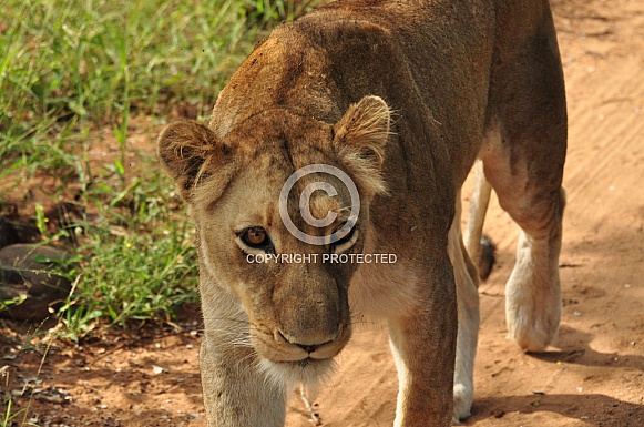 Lionesses