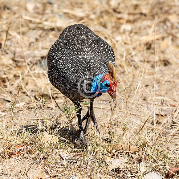 Helmeted Guineafowl Helmeted Guineafowl