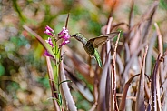 Anna's Hummingbird in Flight (Female)