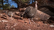 Wild Turkey, Meleagris gallopavo