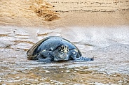 Galapagos Green Sea Turtle (Female)