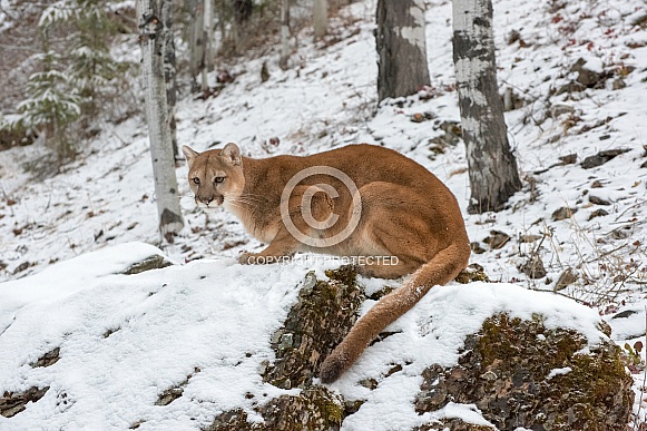 Mountain Lion