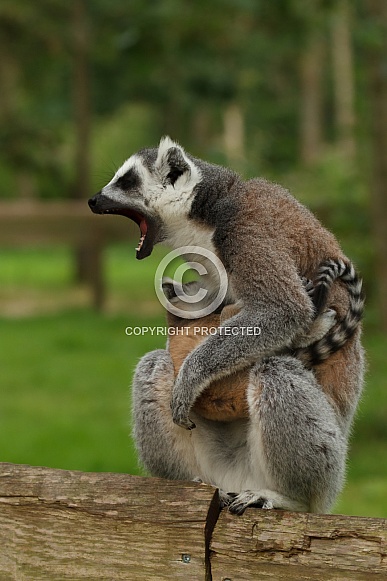 Ring-tailed lemur