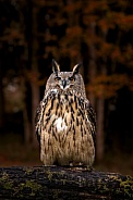 Eurasian Eagle Owl