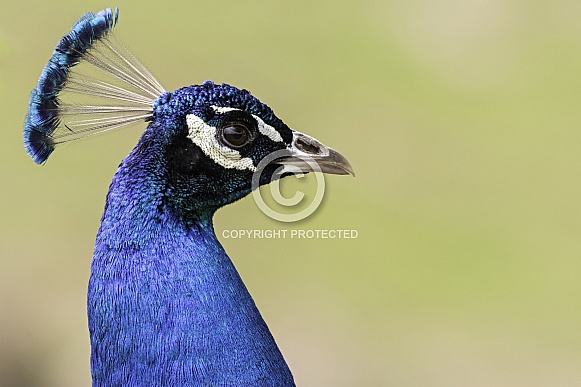 Indian Peacock Side Profile Head Shot