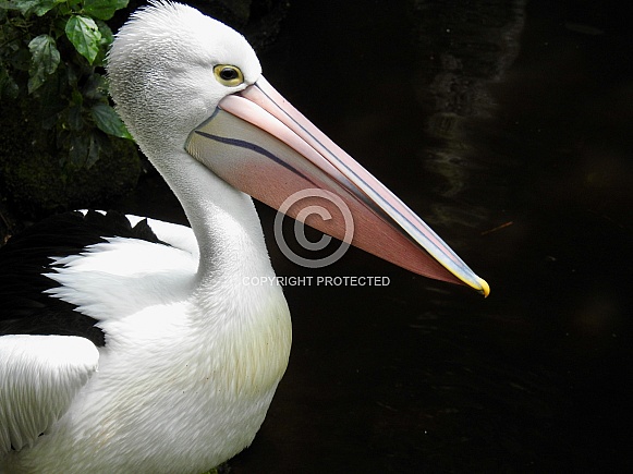 Australian pelican