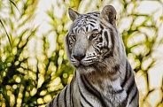 Tiger - White Tiger Portrait