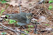 Swainson's Thrush