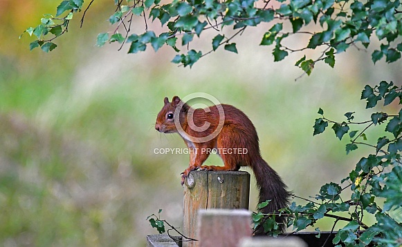 Red Squirrel