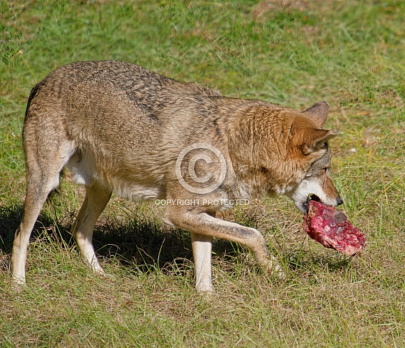 Red wolf