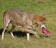 Red wolf
