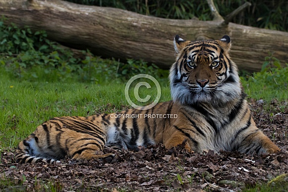 Sumatran Tigress (Panthera Tigris Sumatrae)