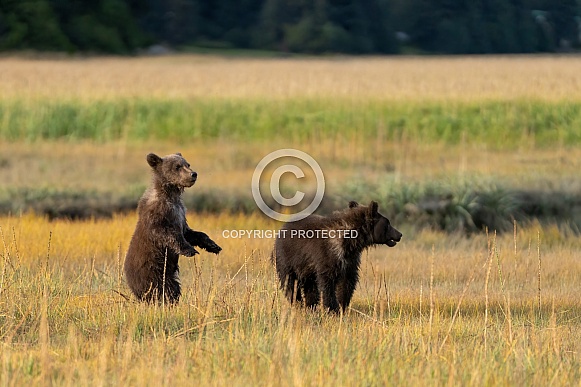 Two bear cubs in the field looking for their mother