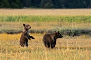Two bear cubs in the field looking for their mother