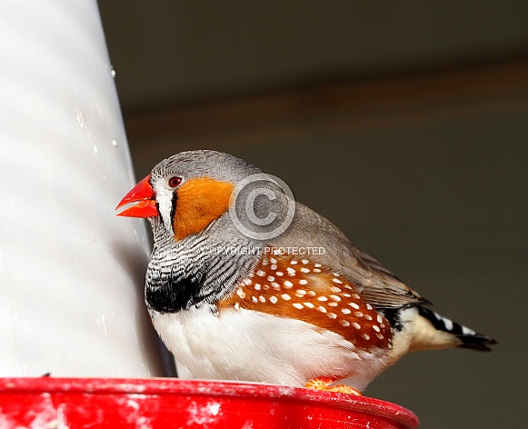 Zebra Finch