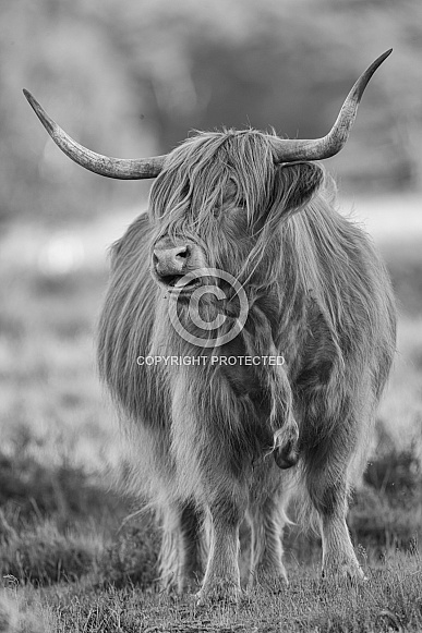 Highland Cattle