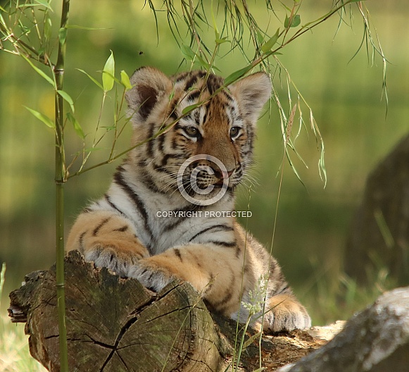 Amur tiger Amur tiger